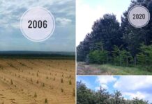 13% din suprafata comunei Urzica, este padure! Continua campania #OPadureCatOTara