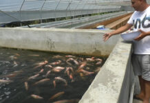 SERA PLUTITOARE DE LA PLEȘOIU, AFACEREA VIITORULUI