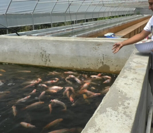 SERA PLUTITOARE DE LA PLEȘOIU, AFACEREA VIITORULUI