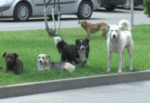 PROBLEMELE CÂINILOR DIN CARACAL, DEZBATERE PUBLICĂ