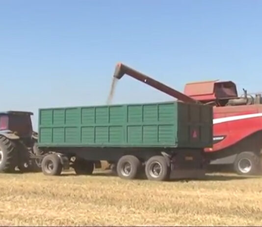 GRÂU DE CALITATE, ÎN OLT