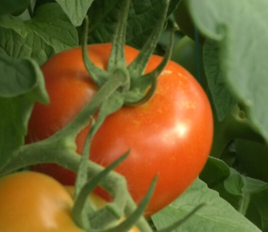 SOLUȚII PENTRU PROBLEMELE LEGUMICULTORILOR