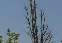 ZECI DE COPACI USCAȚI ÎN PARCUL TINERETULUI