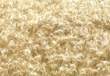 GRÂUL A FOST STRÂNS DE PE OGOARELE OLTULUI