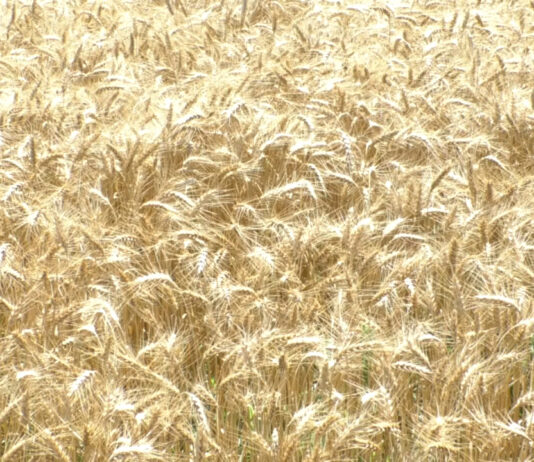 GRÂUL A FOST STRÂNS DE PE OGOARELE OLTULUI