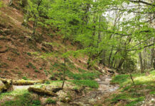 Dezvoltarea politicii forestiere a României pentru următorii 10 ani