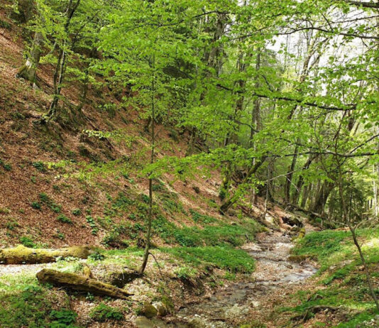 Dezvoltarea politicii forestiere a României pentru următorii 10 ani