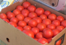 VOR PRIMI 75% DIN SUBVENȚIA PE TOMATE