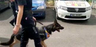 CÂINELE „TORRO” – LA VÂNĂTOARE DE HOŢI!