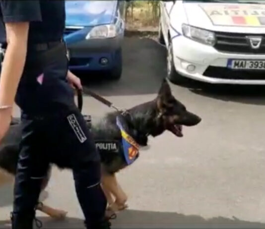 CÂINELE „TORRO” – LA VÂNĂTOARE DE HOŢI!