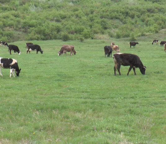 FERMIERII PRIMESC BANI PENTRU BOVINE