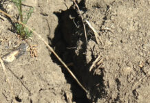 FERMIERII CER AJUTORUL PENTRU SECETĂ