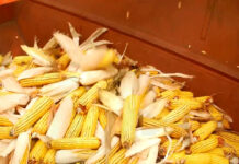 SECETA A PUS LA PĂMÂNT CULTURILE