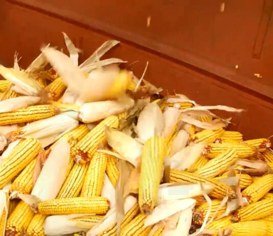 SECETA A PUS LA PĂMÂNT CULTURILE