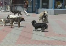 MAIDANEZII DIN CARACAL AȘTEAPTĂ SĂ FIE ADOPTAȚI