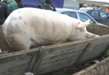 40 DE FOCARE DE PESTĂ PORCINĂ AFRICANĂ, ÎN OLT