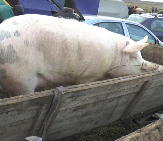 40 DE FOCARE DE PESTĂ PORCINĂ AFRICANĂ, ÎN OLT