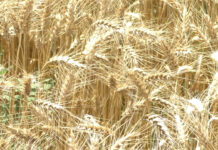 ROMÂNIA REDEVINE GRÂNARUL EUROPEI