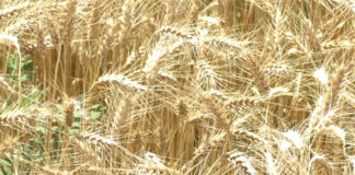 ROMÂNIA REDEVINE GRÂNARUL EUROPEI