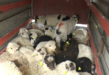 MIEI MAI PUȚINI ȘI MAI SCUMPI