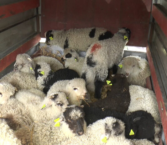 MIEI MAI PUȚINI ȘI MAI SCUMPI