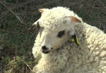 O ȘANSĂ ÎN PLUS PENTRU CRESCĂTORII DE OI