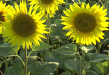 FLOAREA SOARELUI, AFACEREA ANULUI PENTRU FERMIERI