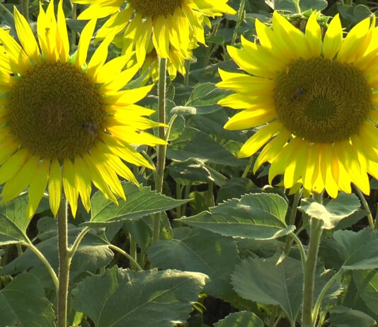 FLOAREA SOARELUI, AFACEREA ANULUI PENTRU FERMIERI