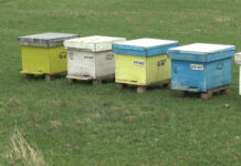 A fost aprobat Programul Naţional Apicol pentru perioada 2020-2022. Chesnoiu: ”Apicultura românească are un rol extrem de important”