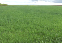 PLOILE, SPERANȚĂ PENTRU FERMIERI