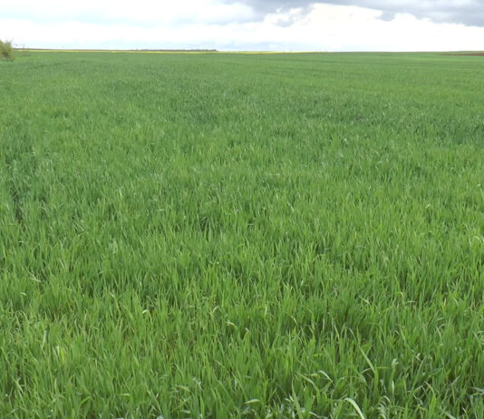 PLOILE, SPERANȚĂ PENTRU FERMIERI