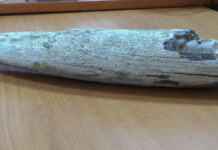 DESCOPERIRE IMPRESIONANTĂ ÎN OLT