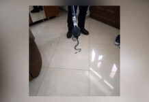 112 – ALERTĂ DE ȘARPE!