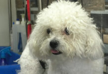 ATENȚIE! CANICULA – PERICOL PENTRU NECUVÂNTĂTOARE