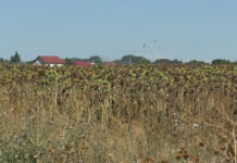 CULTURI DISTRUSE DE NEPĂSARE ȘI INTERESE