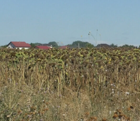 CULTURI DISTRUSE DE NEPĂSARE ȘI INTERESE