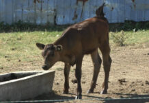 FERMIERII CER AJUTOR ȘI NU ÎI AUDE NIMENI