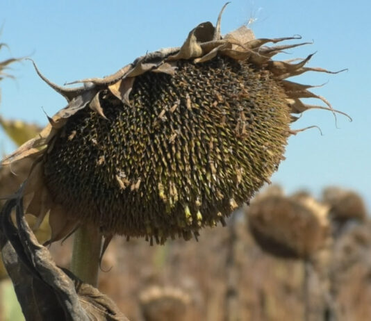 ÎN LOC DE RECOLTAT, DOAR ELIBEREAZĂ TERENURILE