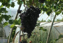 VITICULTURĂ UNICAT BY PLEȘOIU