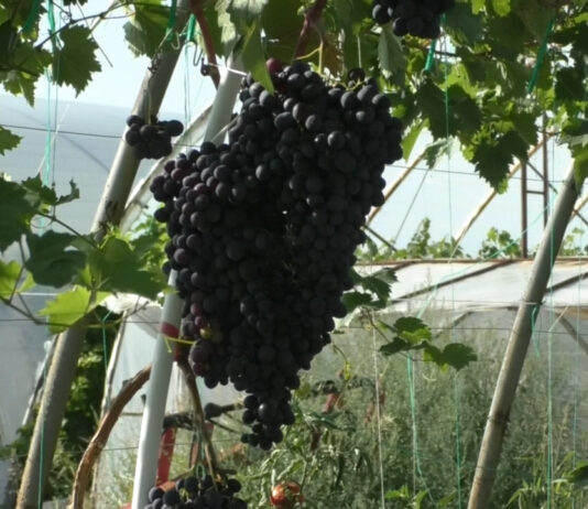 VITICULTURĂ UNICAT BY PLEȘOIU