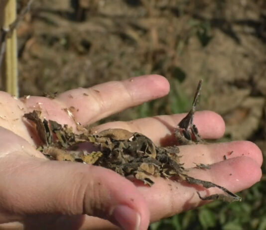 CULTURI DISTRUSE, FERMIERI DISPERAȚI