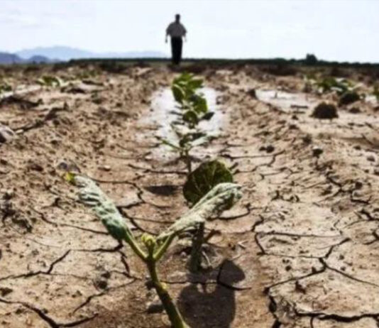 Fermierii primesc bani de la Ministerul Agriculturii. În Olt nu se vor face plăți