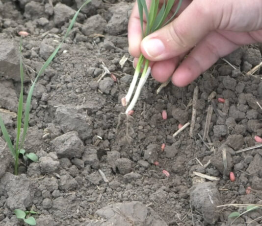 DOAR PLOAIA POATE SALVA CULTURILE DE TOAMNĂ