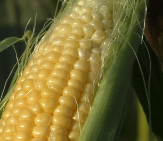 PORUMBUL ZAHARAT – O NOUĂ AFACERE PENTRU FERMIERI