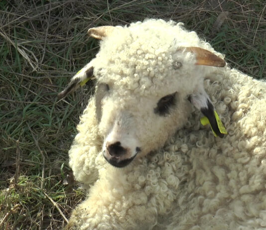 Mielul de Paște mai scump anul acesta. Fermierii țin la preț