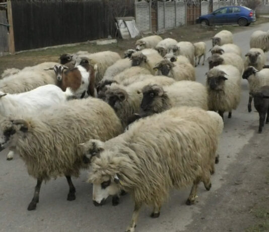 FABRICĂ DE PROCESARE A LÂNII, LA FĂGEȚELU