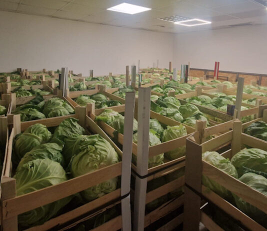 LEGUMELE OLTENEȘTI AJUNG ÎN RAFTURILE SUPERMARKETURILOR