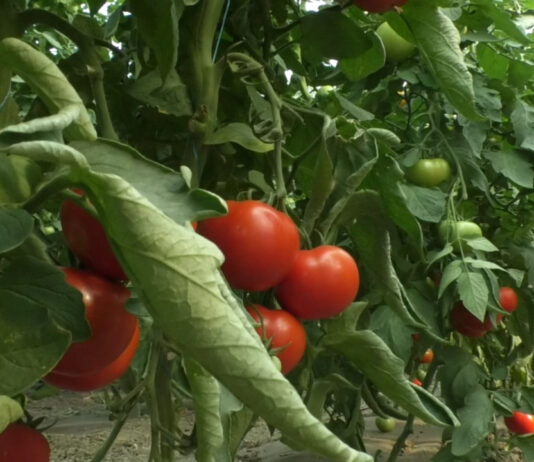 LEGUMICULTORII CER PĂSUIRE DE LA BARBU