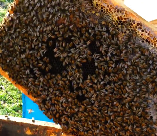 APICULTORII SUNT AȘTEPTAȚI LA APIA