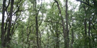 Aria naturala protejată ROSCI0183 Vlădila